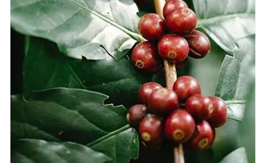 Nuo plantacijų iki puodelio