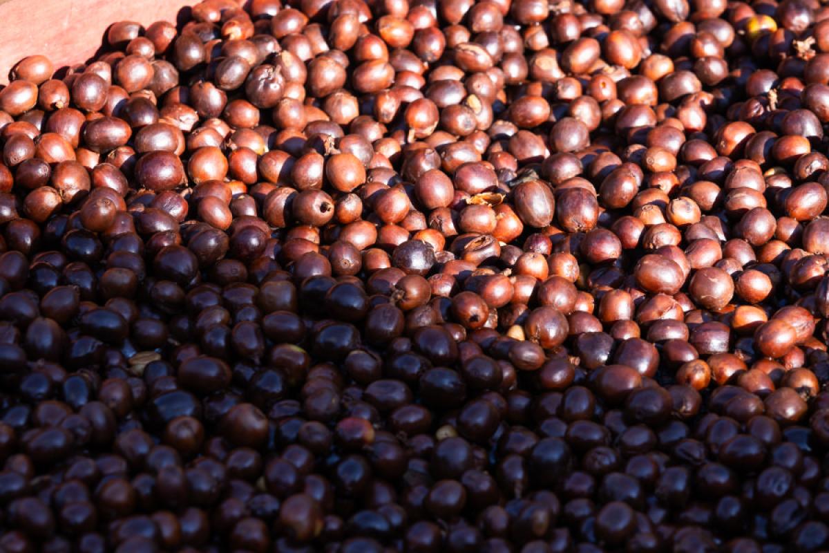 Robusta